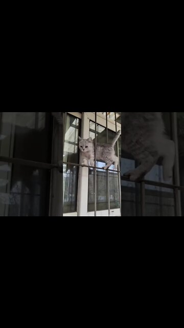 Meow Practicing Cat Walk 🤣