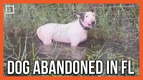 "It's Ok, Buddy!" Dog Found Tied to Fence Ahead of Hurricane Milton Rescued by FL Highway Patrol