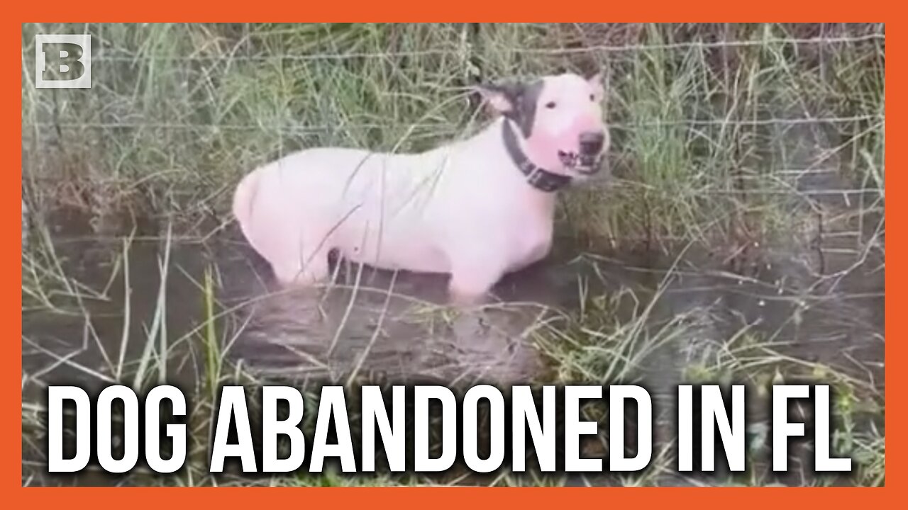"It's Ok, Buddy!" Dog Found Tied to Fence Ahead of Hurricane Milton Rescued by FL Highway Patrol