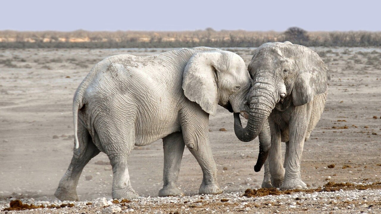 Two Elephant do fighting funny Animals divine Animals