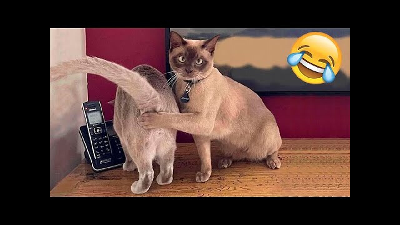 Funny Animal Videos 🤣 Funniest Cats and Dogs Videos 2024