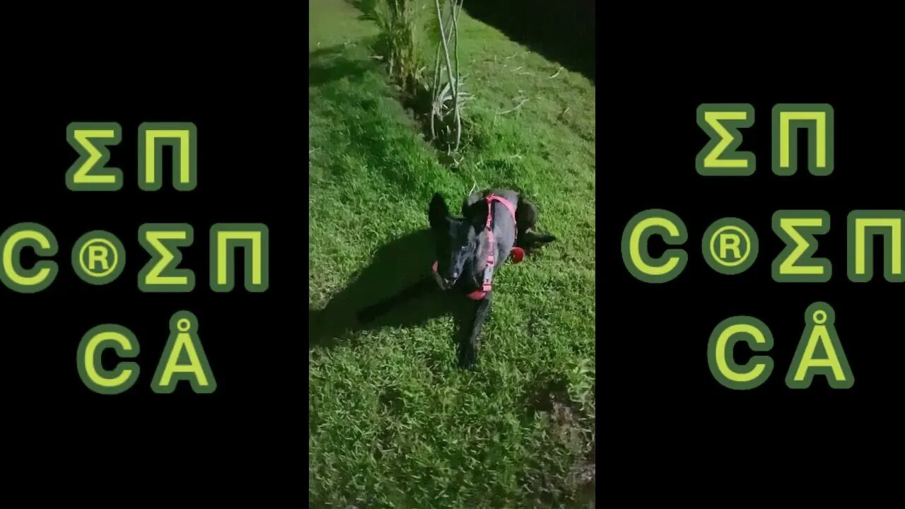 ENCRENCA CORRIDA