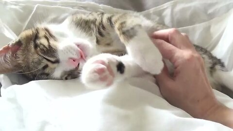 Adorable Little Cat Sleeps on His Head