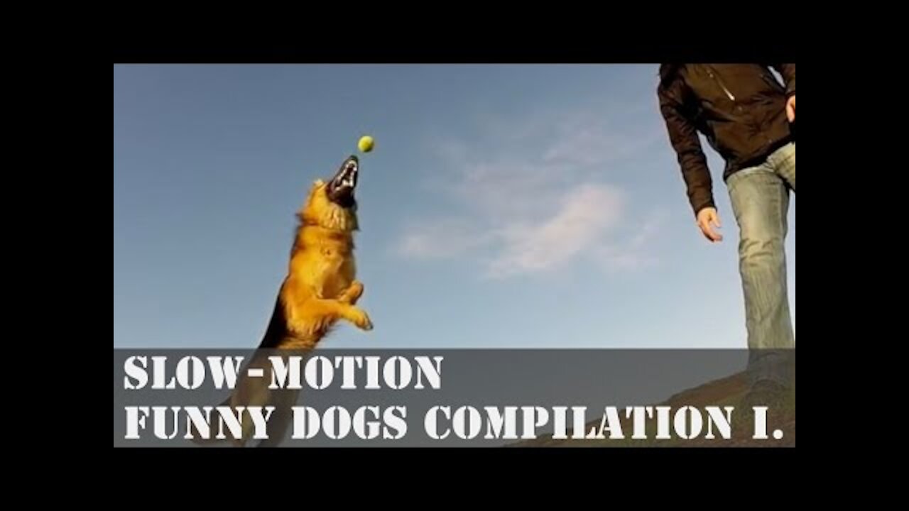 Slow-Motion Funny Dogs