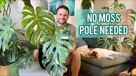 MONSTERA THAI CONSTELLATION - Plant Spotlight & Care Tips