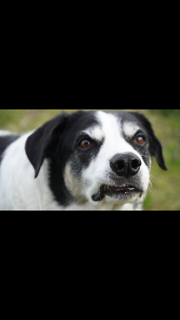 "DO NOT EAT THE PETS" 😂DONALD TRUMP RESPONSE SONG🙀