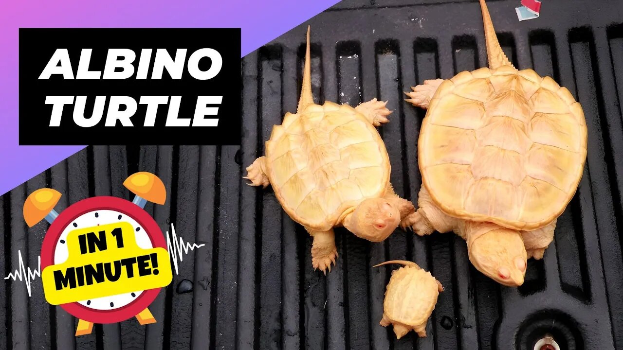 Snapping Turtle - In 1 Minute! 🐢 One Albino Animal You Have Never Seen | 1 Minute Animals