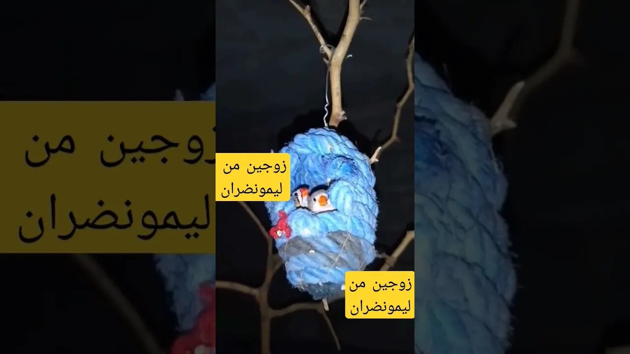 زوجين من طائر ليمونضران روعة