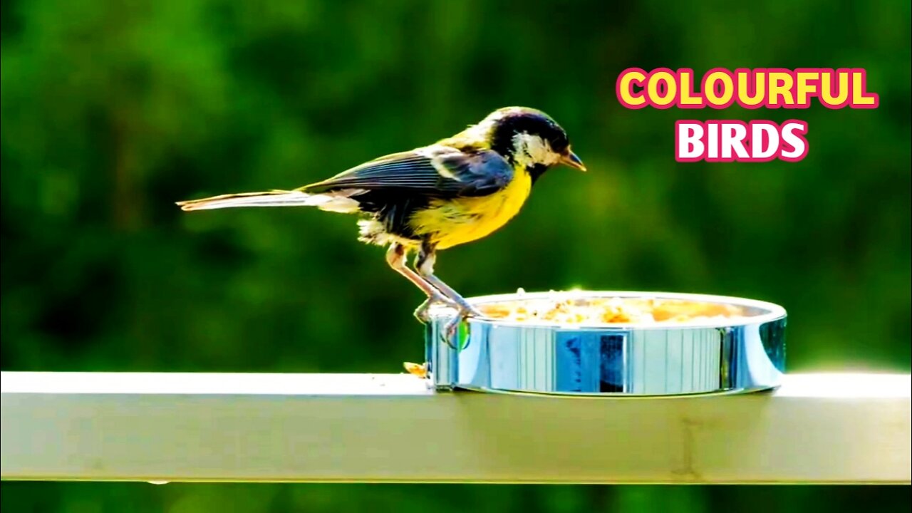 The Most Colourful Birds | Beautiful Birds Sound In The Forest |