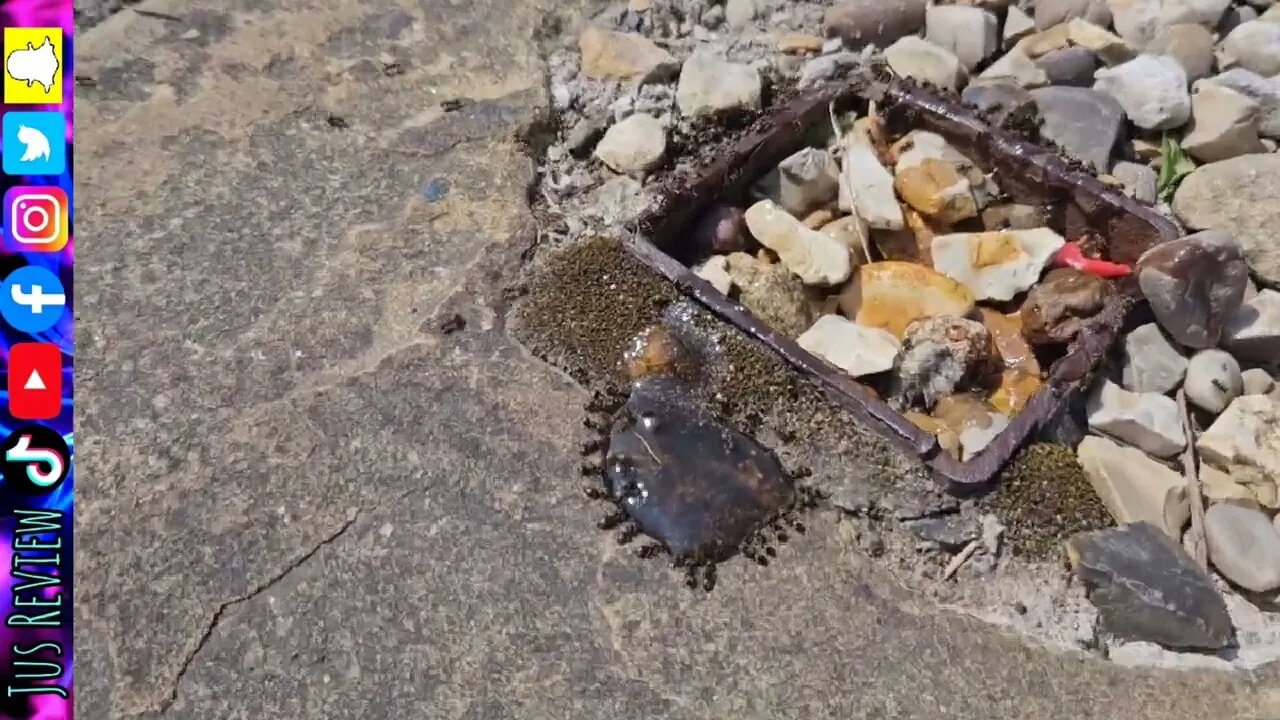 How To Get Rid of Ants | 100% Humane Method