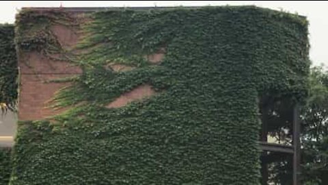 Vento causa efeito curioso em parede coberta por plantas trepadeiras