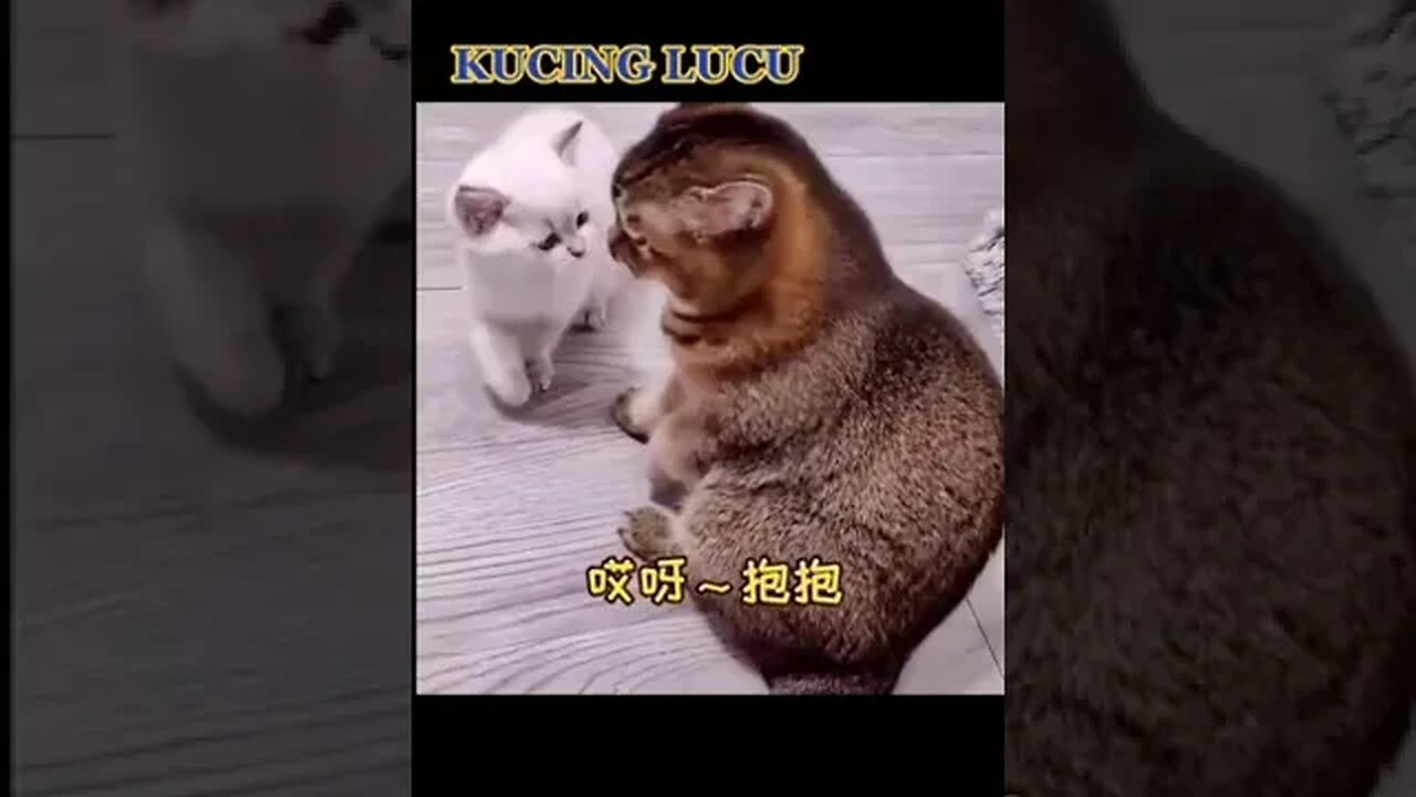 PLAYING CAT VIDEO MEAWWW