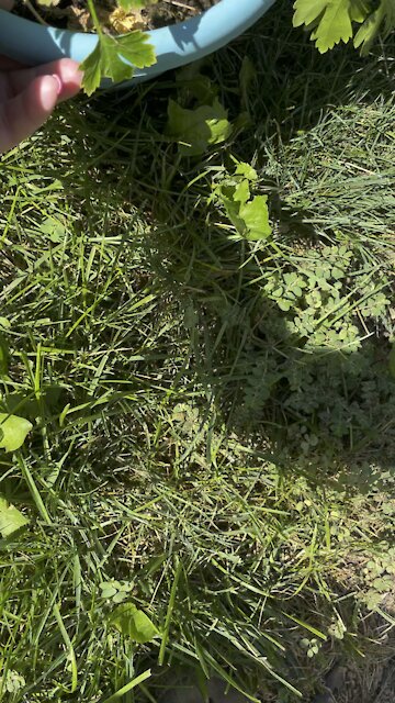 Black Swallowtail Butterfly first flight