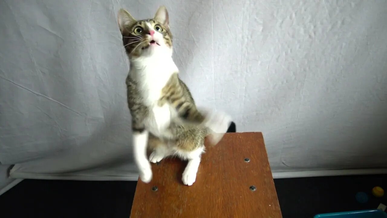 Cat Loves Playing on the Chair