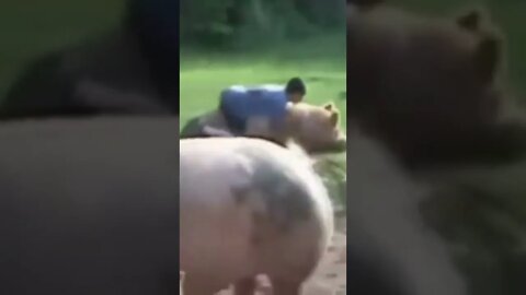 Ride a racing pig #shorts