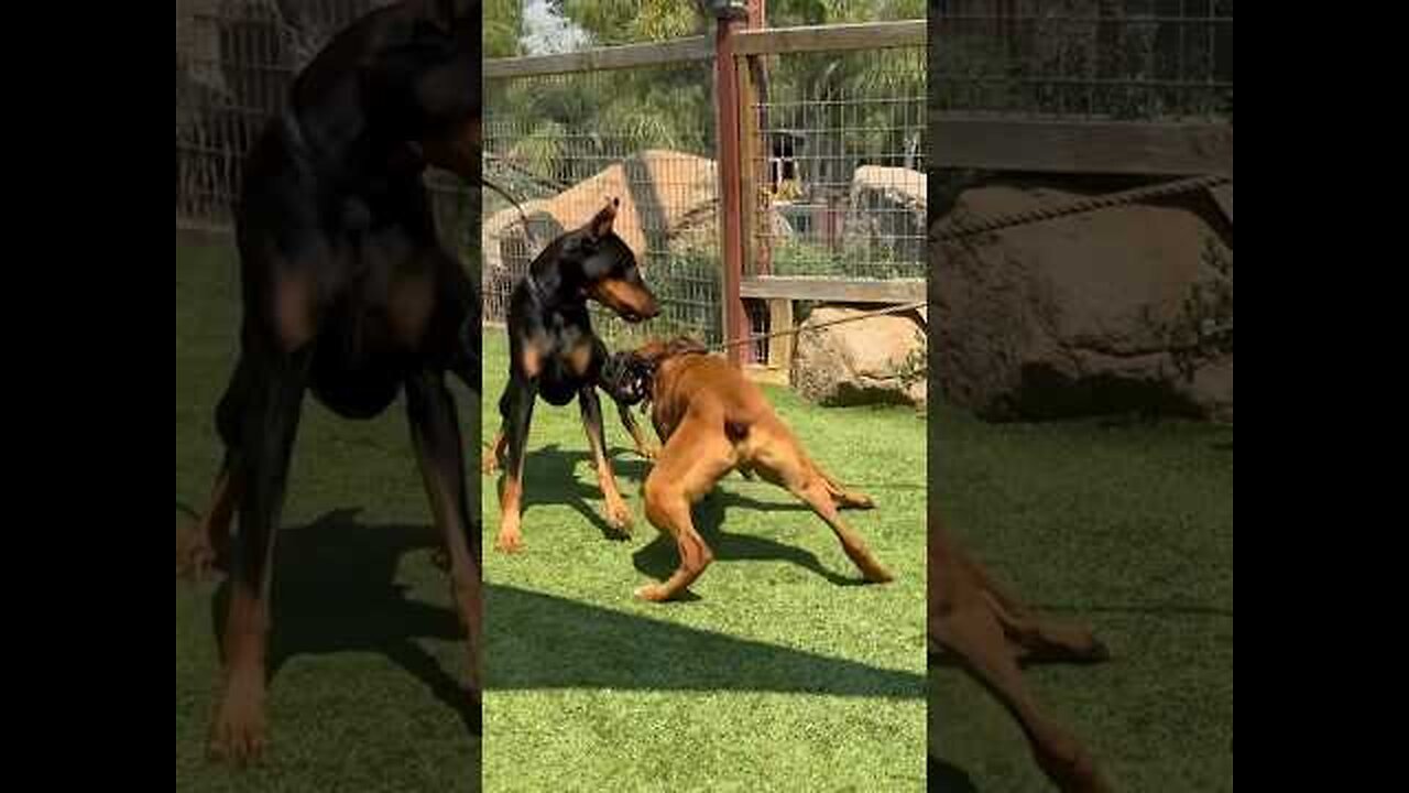 Improper meetings can cause fights. Has Prince met his match Full video on my channel