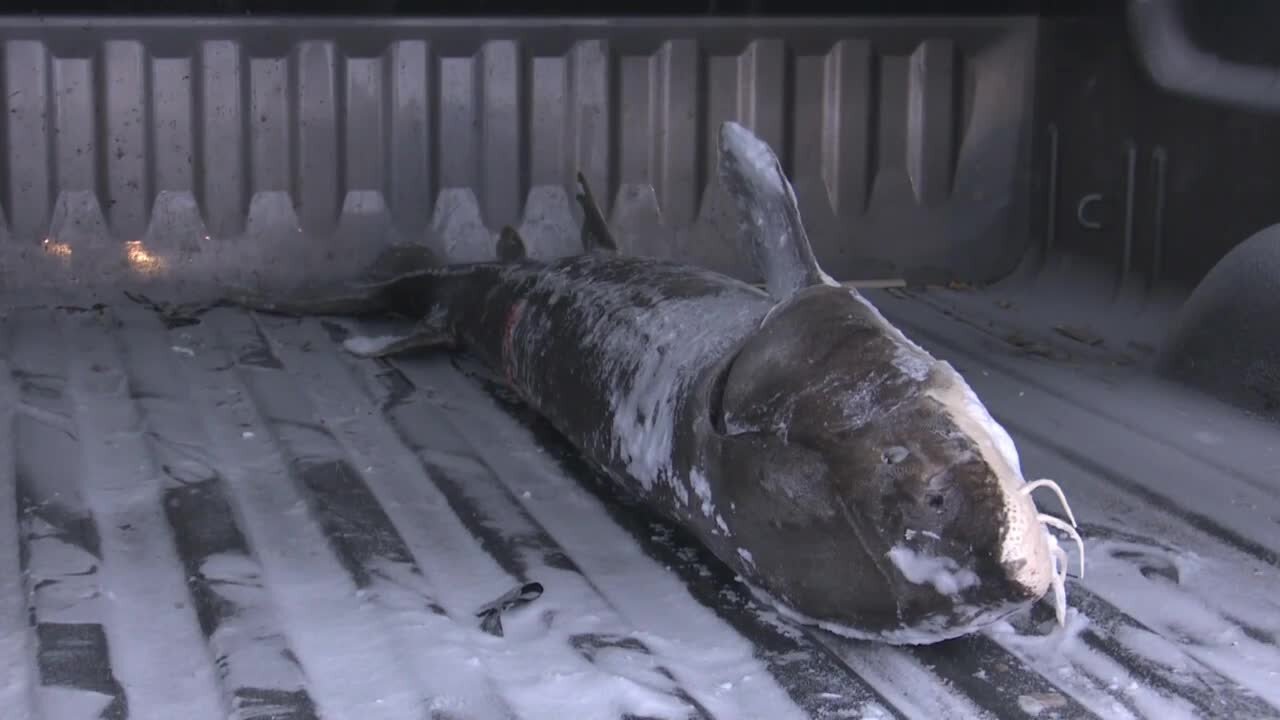 Sturgeon spearing season kicks off; experts say water clarity is great this year