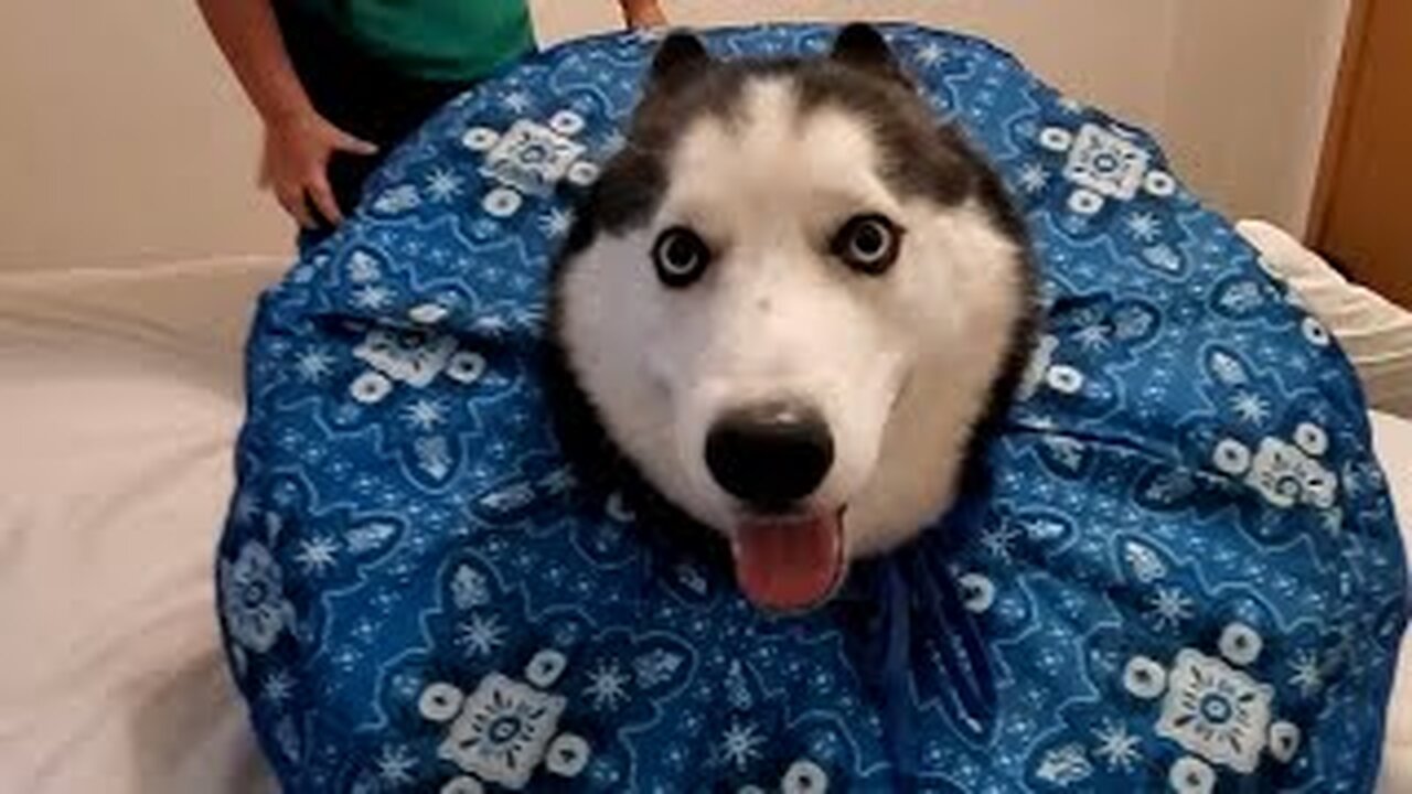 FUNNIEST Huskies 😂 | BEST