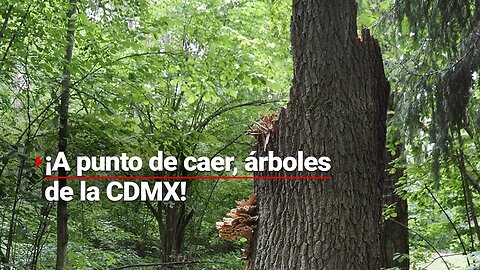 Varios árboles de la capital mexicana están a punto de caer. ¡Las lluvias empeoran todo!