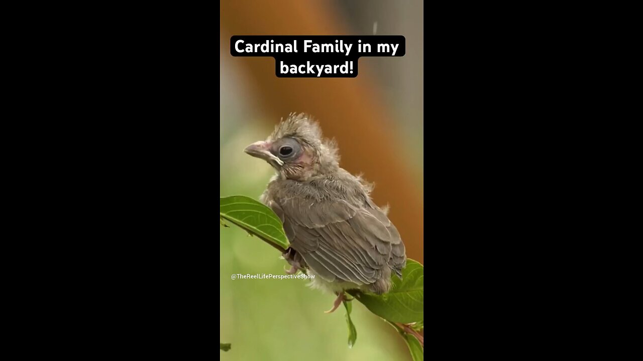 Cardinal Family in my backyard