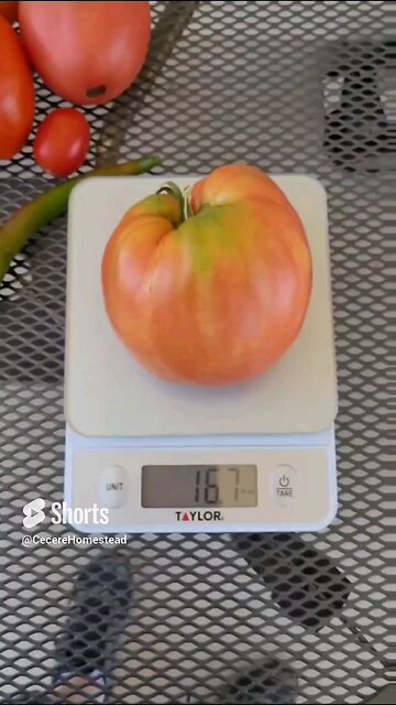 One Pound Plum Tomato