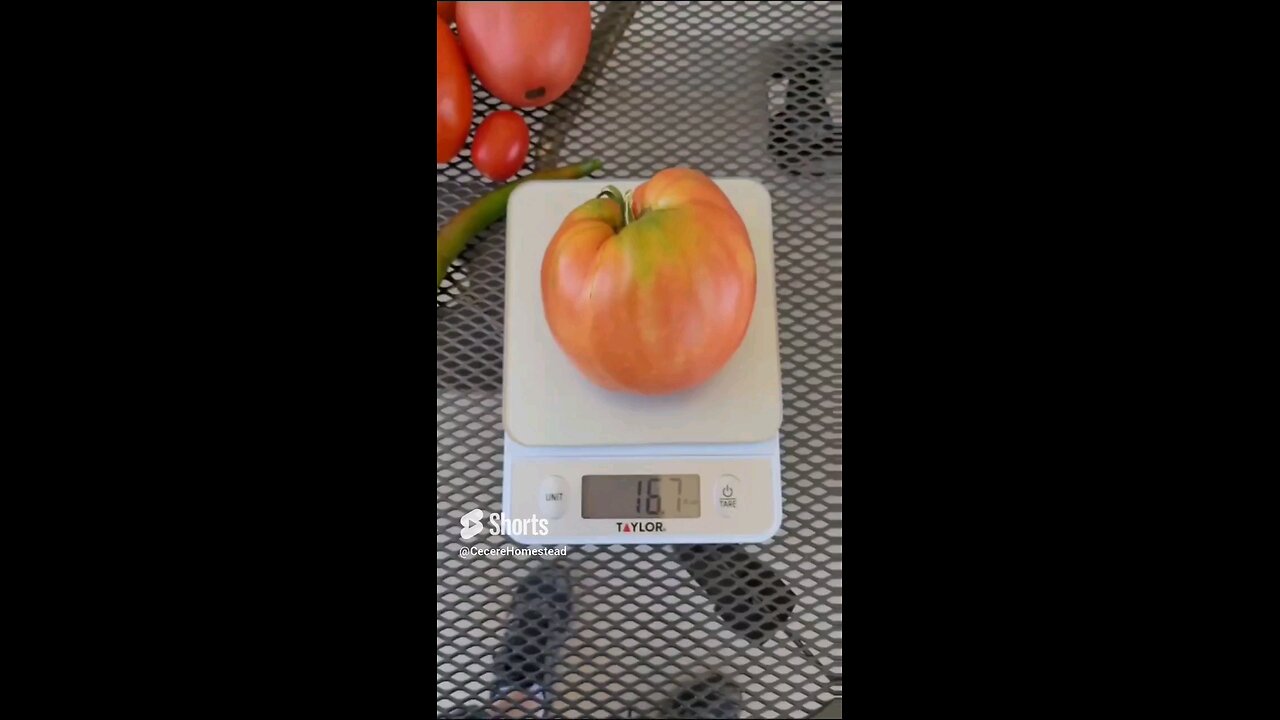 One Pound Plum Tomato