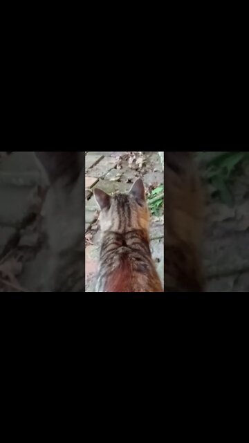 All The Pretty Kitties, Loving Life.