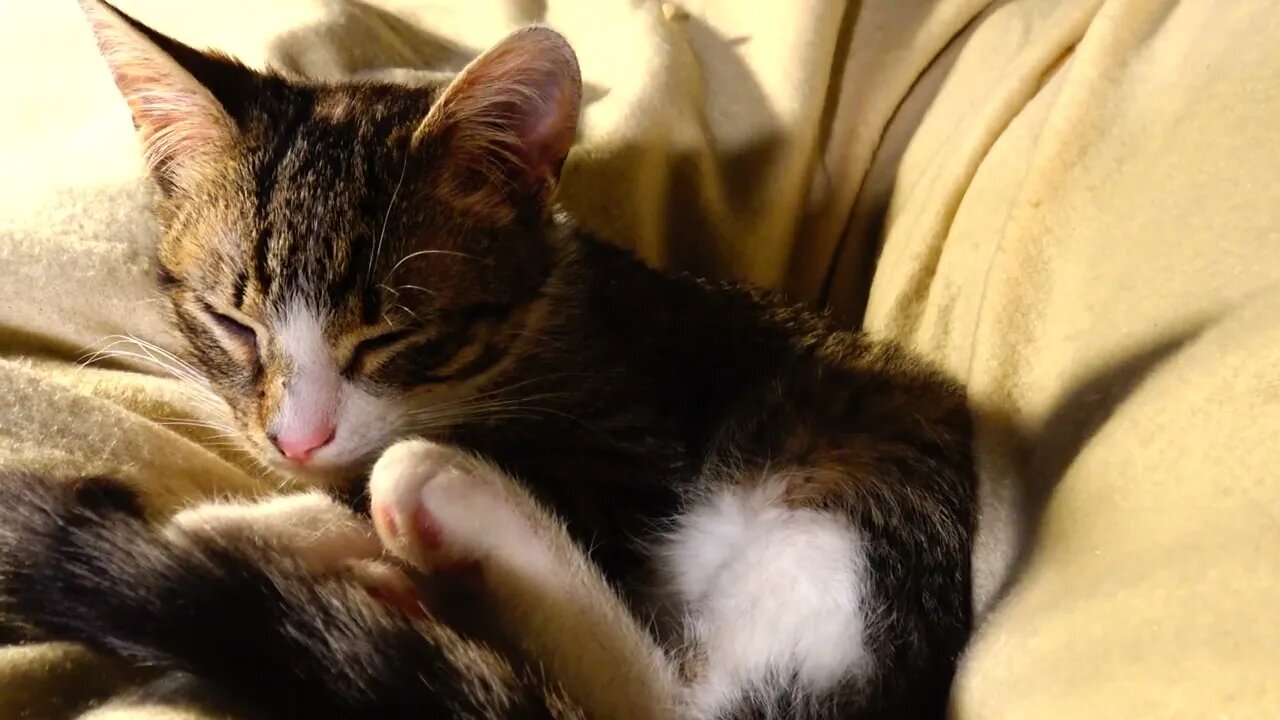 I Will Hide Behind My Tail - Kitten Rudolph Pretends to Be a Fox