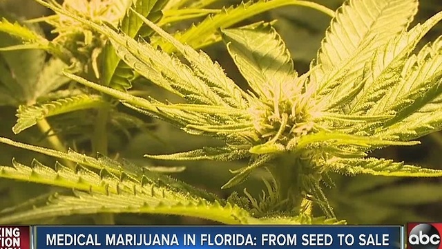 A behind-the-scenes look at the making of medical marijuana in Florida