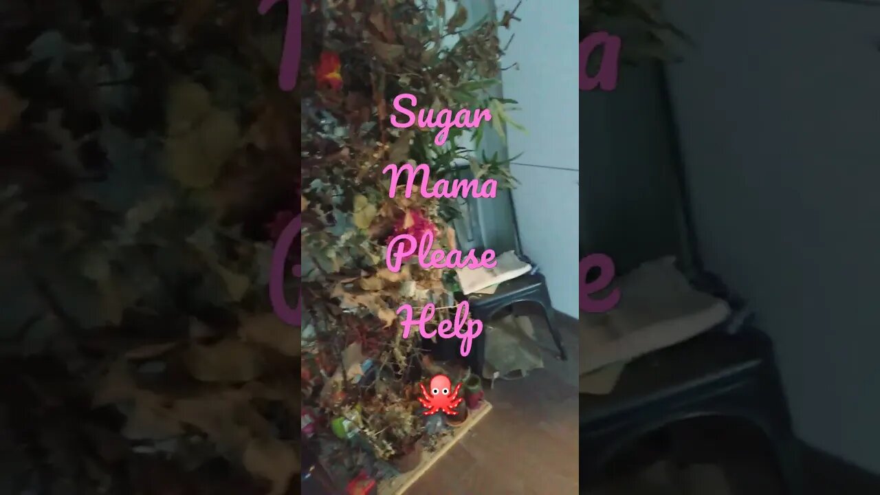 Trauma Baby Here. The struggle is real PTSD, Shell Shock Survivor 🙏 and then some