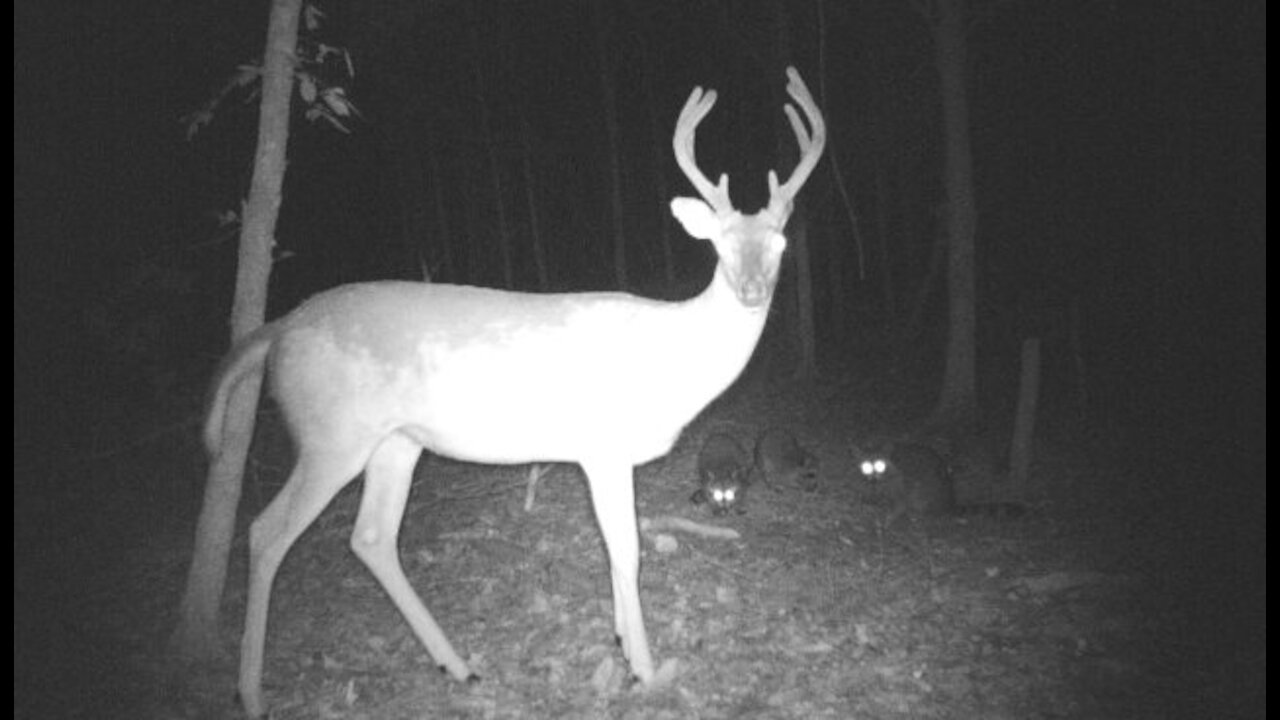 Trail camera