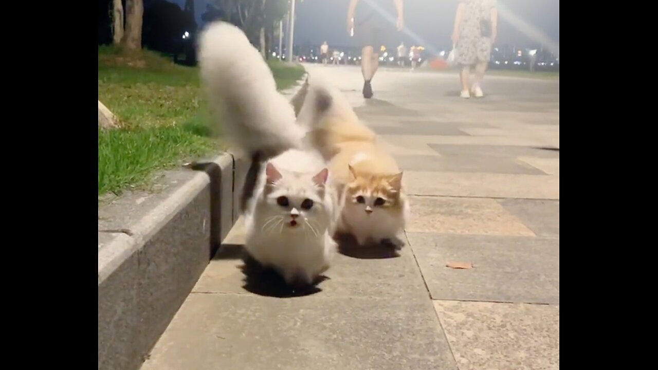 🌬️ Perfect Breeze, Adorable Tail! Watch This Munchkin Cat Strut in Style! 😻💨 #KittyCool