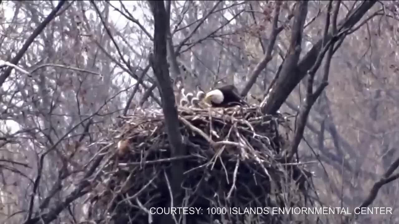 Bald eaglets hatch at 1000 Islands Conservancy Zone