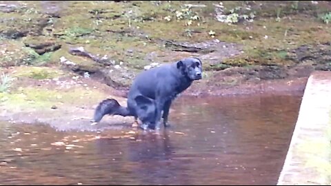Magnum in water September 24, 2016(3)