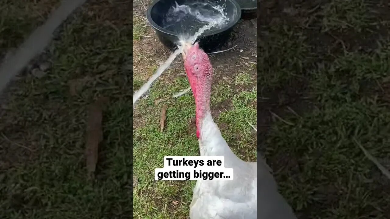 It’s a Love/Hate Relationship with Turkeys