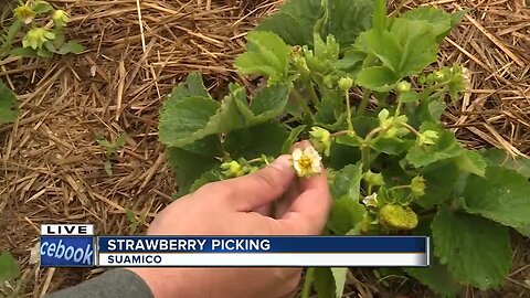 strawberry picking in Suamico