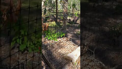 The Critter Fence has been very successful at keeping Deer out!