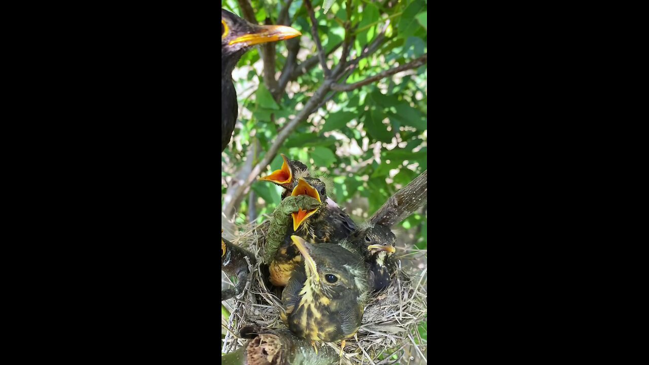 mother feed her babies 🤗