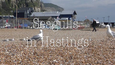 Seagulls in Hastings