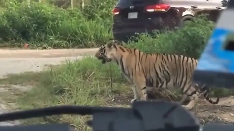 Narco Tiger Loose In Cancun While Tourists Film 😁🤣