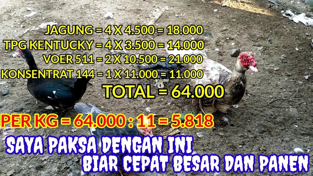 CARA MEMAKSA ENTOK AGAR CEPAT BESAR, BERBOBOT DAN CEPAT PANEN