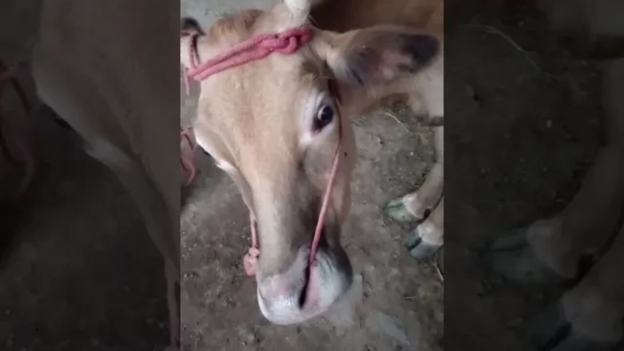 Cow loves banana 🐮🐄