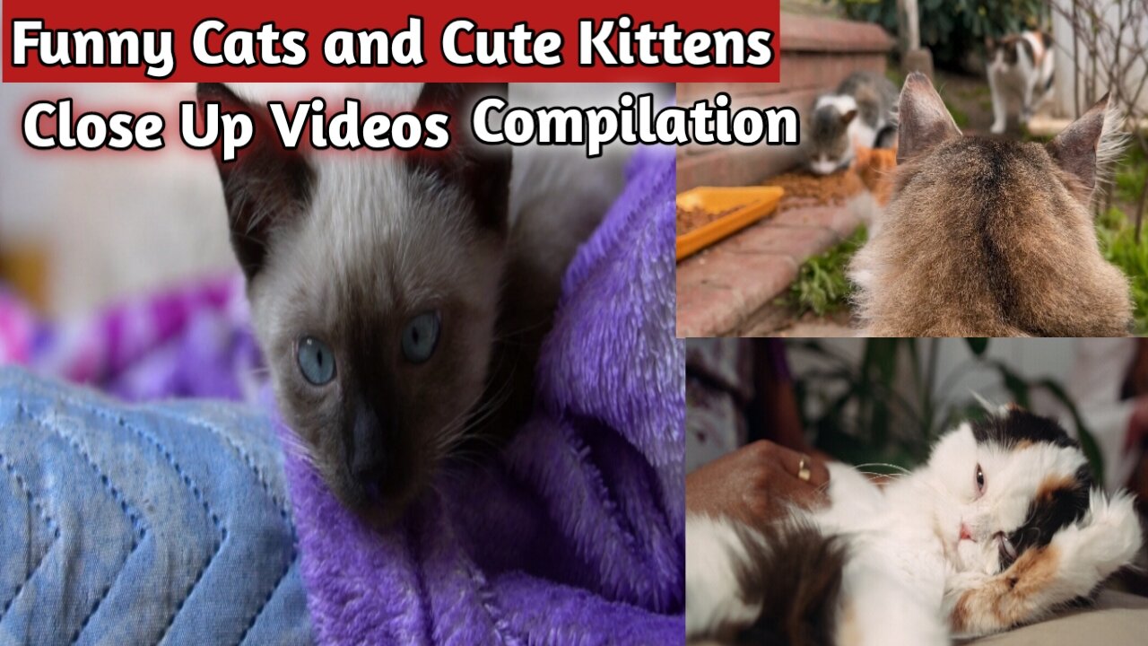 Funny Cats 🐈 🐈 and Cute Kittens 😸 😸 😸 ।। Close Up Videos Compilation 2021