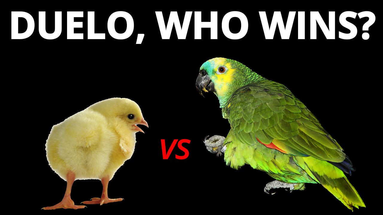 You've never seen a chick hitting a parrot, very funny, see!