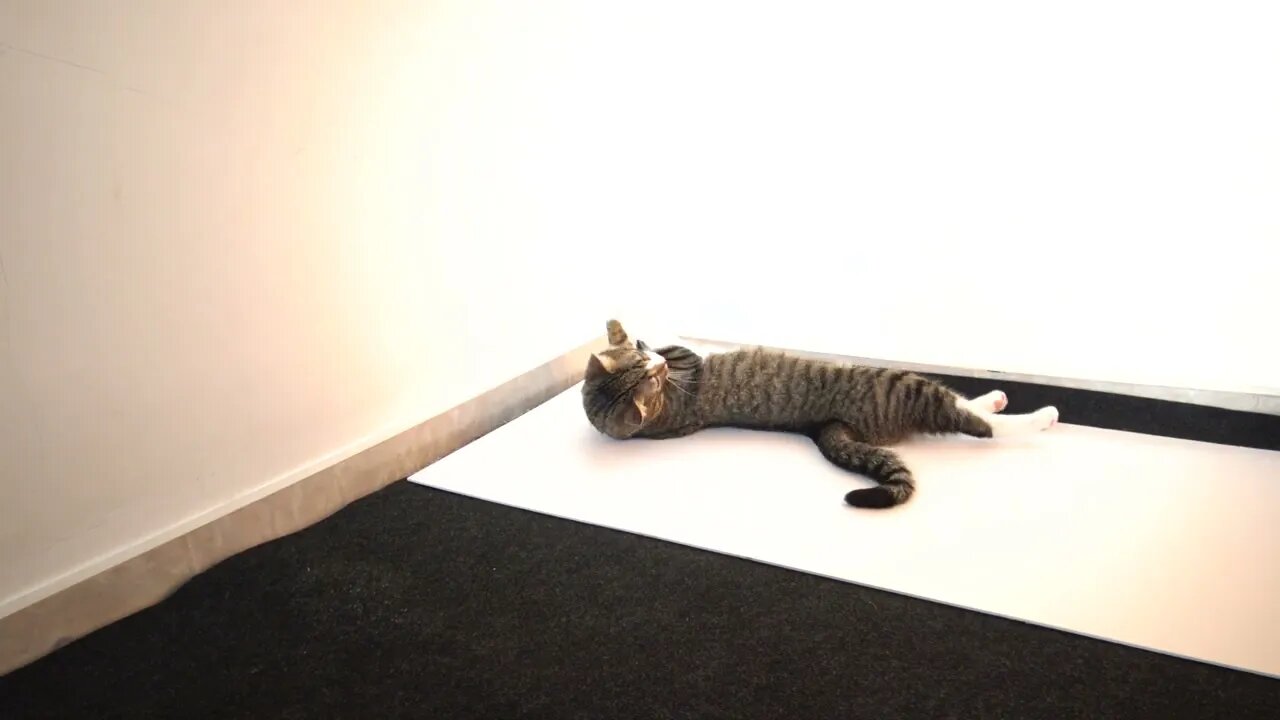 Cute Cat Turns on His Back