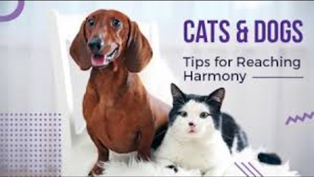 Funniest Cats and Dogs Best video