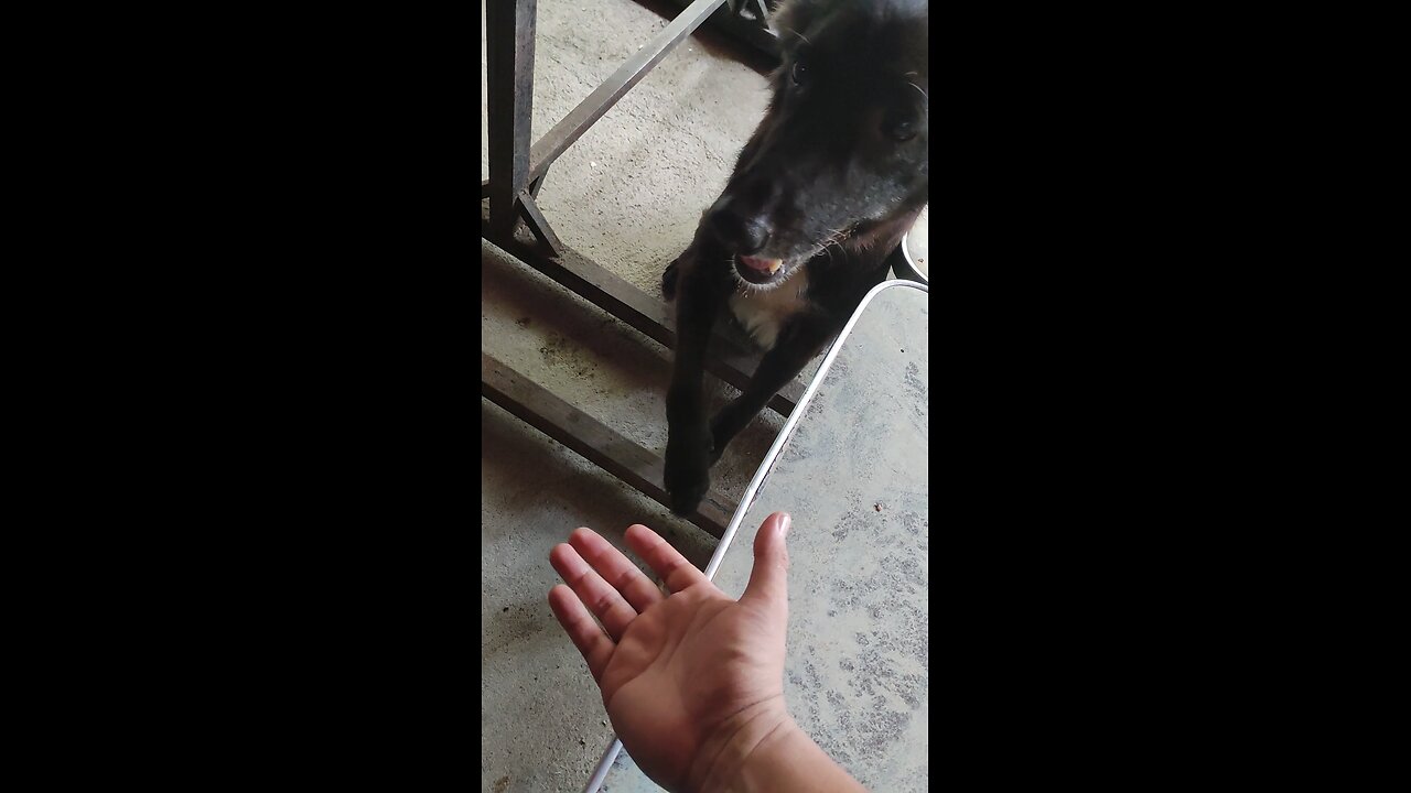 Saludando a un perrito