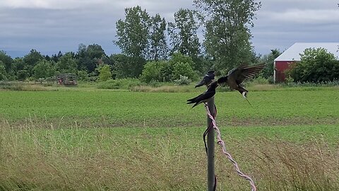 Barn Swallows Feeding Young Fledglings