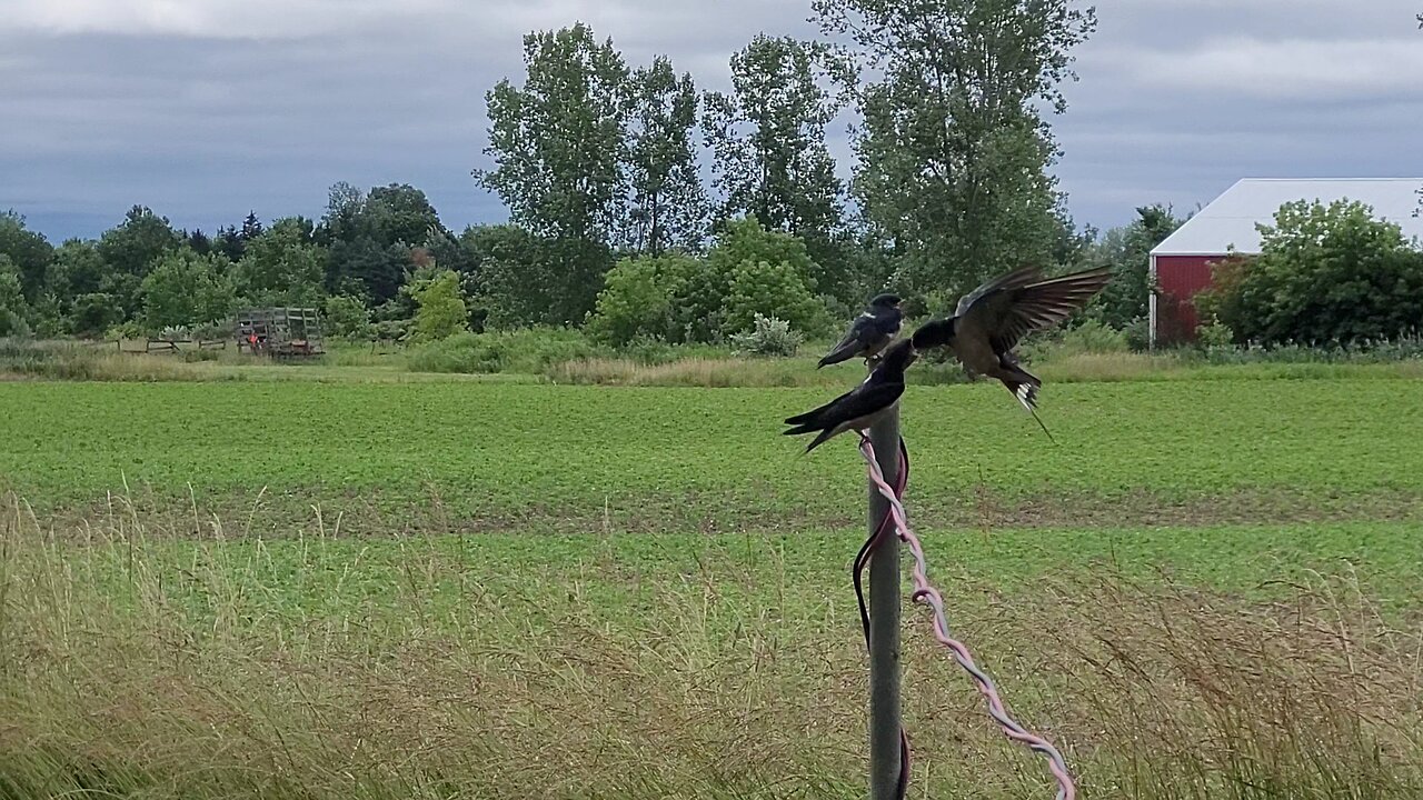 Barn Swallows Feeding Young Fledglings