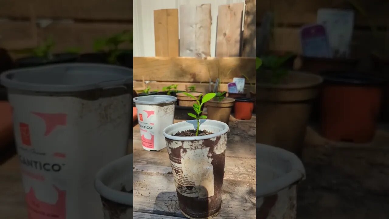 Mandarin tree seedling?